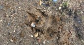В Коми волки утащили собаку прямо из центра села