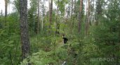 В Коми ищут мужчину, который зашел в лес и бесследно исчез