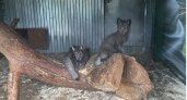 "Мы их спасли от смерти": в сыктывкарском зоопарке появились новые животные