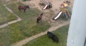 В поселке Кразнозатонский лошади разгуливают прямо на детской площадке