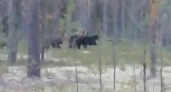 Житель Коми снял на видео семейство медведей
