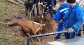В Коми коня вытащили из ямы с мусором и напоили самогоном