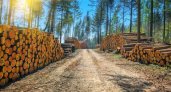 Минприроды Коми разрабатывает изменения в закон "О регулировании лесных отношений"