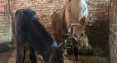 Жители Коми в короткие сроки собрали деньги для защиты лошадей и пони