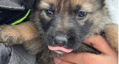 "Они замерзнут": в Сыктывкаре нашли 10 щенков, которым срочно ищут дом или передержку