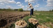 В Коми к 2025 году объем картофеля и овощей открытого грунта увеличат до 10 тысяч тонн