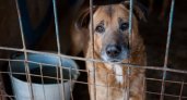 На создание приютов для бездомных собак в Коми выделили 41 миллион рублей