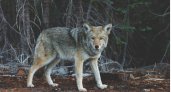 В Коми охотников призвали устраивать облавы на волков
