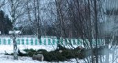 Глава Объячево рассказал, почему новогоднюю ель спилили около аллеи памяти ВОВ