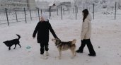 В Сыктывкаре открылась новая площадка для выгула собак