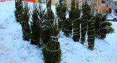 Сыктывкарцы могут утилизировать новогоднюю елку на благое дело