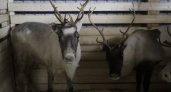 В Коми построят новые пастбища для оленей за 14 миллионов рублей