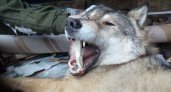 В Коми с начала года поймали полсотни волков