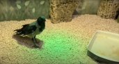 У ухтинской станции юннатов появился ютуб-канал про животных, которую ведут дети