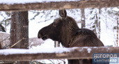 Жителя Коми наказали за убийство лося