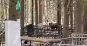 Сыктывкарцы распространяют видео с медведем на Човском кладбище