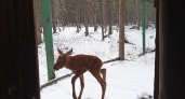 На лосеферме в Коми родился первый за 2023 год теленок