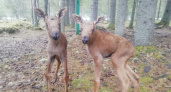 Гера и Грей: на лосеферме в Коми родилась двойня