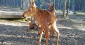 На лосеферме в Коми родился еще один теленок