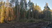 Жителям Коми запретили отдыхать в лесу