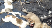 В Коми три щенка двое суток медленно умирали в битумной луже