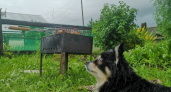 В Коми спасатели достали собаку из колодца с мазутом