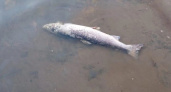 В Коми проведут проверку по факту массовой гибели рыбы в Печоре