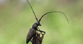 На предприятии в Коми замечены жуки-усачи, которые вредят хвойным деревьям