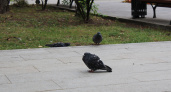 Один из городских полигонов в Коми проверят на скопление птиц за почти миллион рублей