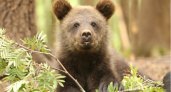Медвежата-сироты Толстун и Ворчун вернулись в родные леса Коми