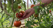 В Коми продолжают дорожать помидоры