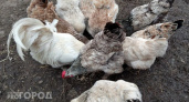 В двух партиях продукции птицефабрики "Зеленецкая" обнаружен птичий грипп