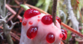 В Коми нашли диковинные грибы из красной книги