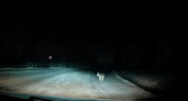 На автодороге под Ухтой очевидцы засняли на видео волка