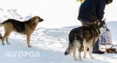 Сыктывкарская администрация путает бродячих собак и волков