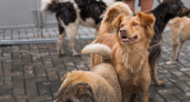 В Коми из-за халатности чиновника от укусов собак пострадали 27 детей