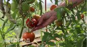 Красных помидоров на кустах будет очень много, если добавить копеечное удобрение