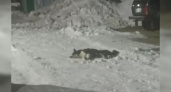 В Вуктыле на видео попали последние минуты жизни отравленной собаки