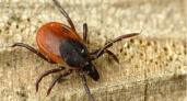 Клещи забьются в конвульсиях от этого запаха: достаточно нескольких капель простейшего средства