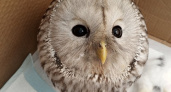 Волонтеры из Сыктывкара продолжают лечить спасенную сову