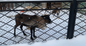 В Коми хотят заманить инвесторов шкурами и мясом КРС