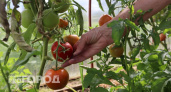 Три ложки в лунку — помидоры, огурцы и перцы будут удивлять урожаем