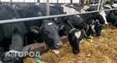 В Коми уменьшилось количество крупного рогатого скота