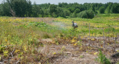 В Сыктывкаре обработали гербицидами целое поле заросшее борщевиком