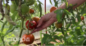 Чем подкормить помидоры в июле, чтобы получить обильный урожай: 7 народных и магазинных средств