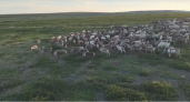 В Заполярье квадрокоптер проводил потерявшееся стадо оленей к пастуху
