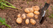 Если так окучить картофель в начале августа, то в сентябре с каждой лунки выйдет по ящику