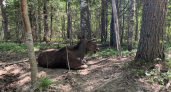 В Коми начинается прием заявлений на добычу лося