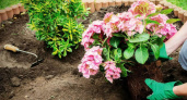 Как сажать гортензию: время посадки имеет большое значение, но не только