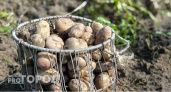 В этом году в Коми картофельный урожай собрали на 13% меньше, чем в прошлом